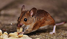 24 Hour & Emergency Exterminators in Marquette Heights, IL